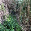 Plants: image4 17 Of 24 Thumb